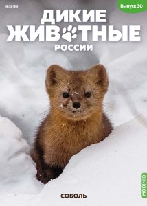 Дикие животные России № 30: Соболь