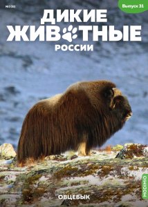 Дикие животные России № 31: Овцебык