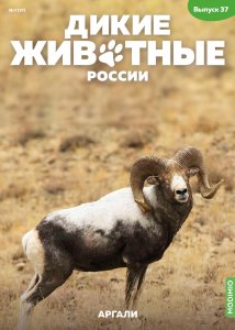 Дикие животные России № 37: Аргали