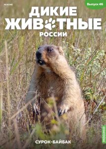 Дикие животные России № 46: Сурок-байбак Дикие животные России